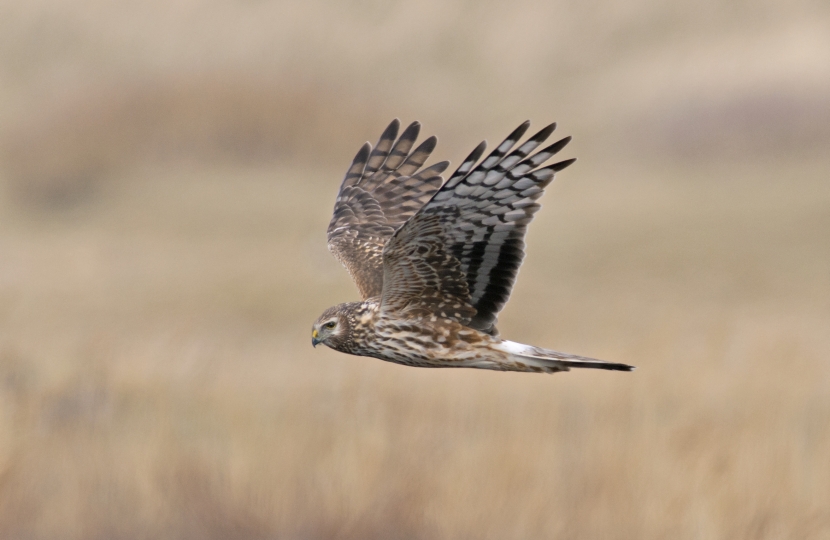 Hen Harrier