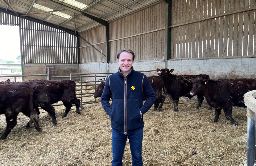 Gareth Davies MP at local cattle farm