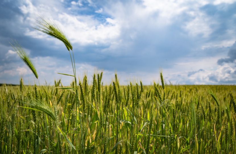 Wheat field