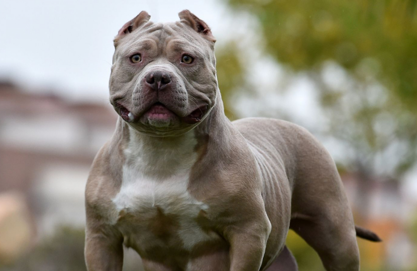 American XL Bully