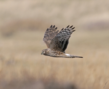 Hen Harrier