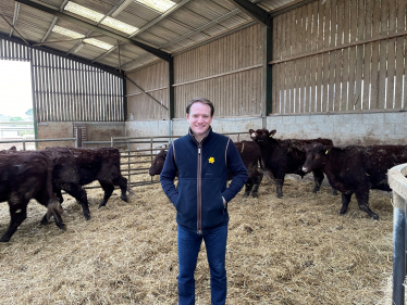 Gareth Davies MP with cows at local farm