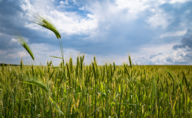 Wheat field