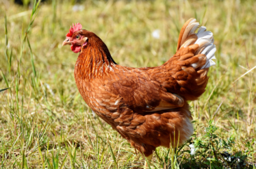 Chicken in field