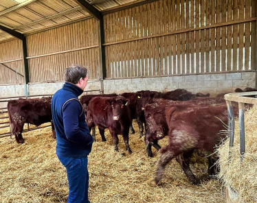 Gareth looking at cows