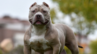 American XL Bully